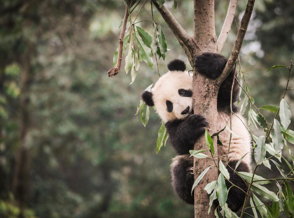 Panda climbing a tree